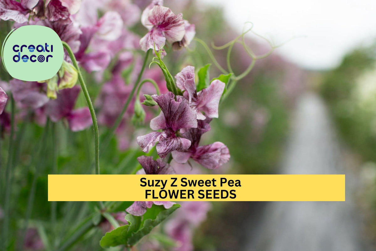 50+ Suzy Z Sweet Pea Seeds – Bright Pink Fragrant Climbing Vines for Trellises & Bouquets