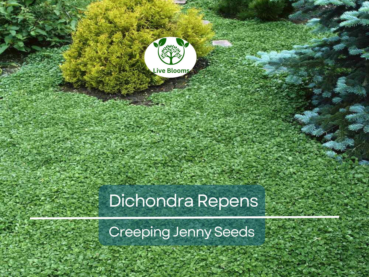 1000 Dichondra Repens Seeds | Evergreen Perennial Ground Cover, Low Maintenance Lawn
