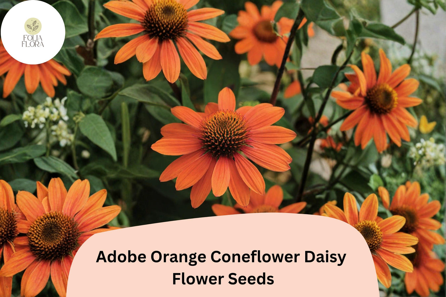 200+ Adobe Orange Coneflower Daisy Seeds | Rudbeckia hirta | Bright Orange Pollinator Garden Flowers