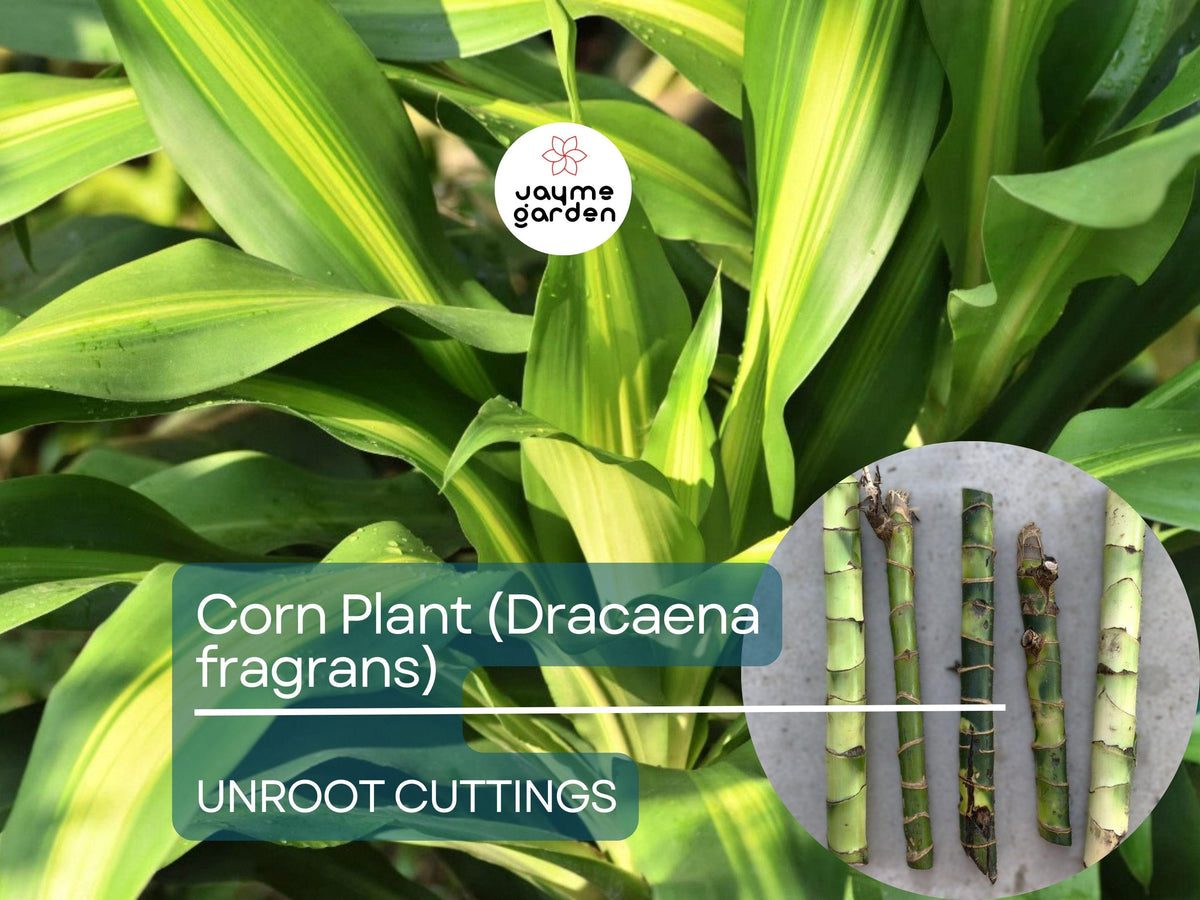 5 Unroot Cuttings Corn Plant - Dracaena Fragrans, Easy Grow Indoor Plant, Fresh House Plant Cuttings for Home & Office Decor