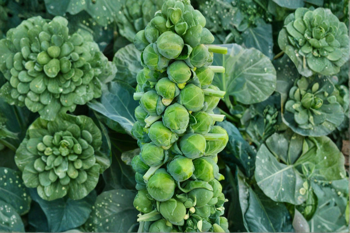 Brussels Sprouts Seeds - 250 Heirloom Catskill Variety | Cold-Hardy, Sweet Flavor | Brassica oleracea var. gemmifera