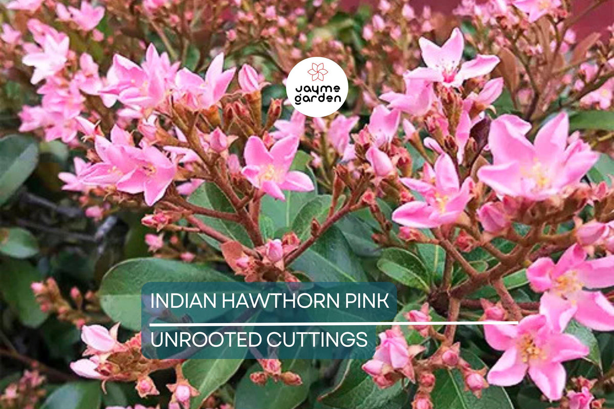 Indian Hawthorne Pink Dancer Cuttings - 6" Live Flowering Shrubs, Evergreen, Fast-Growing, Rhaphiolepis indica, USDA Zones 7-11