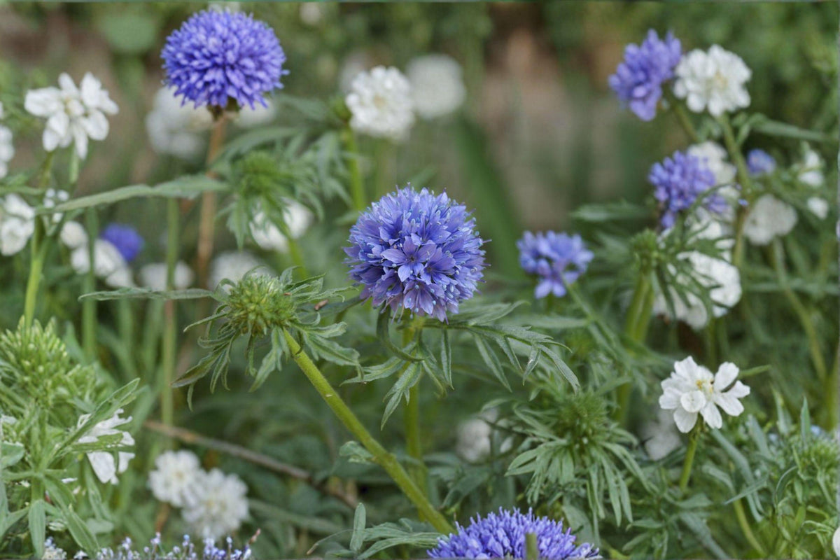 Globe Gilia Seeds - 100 Count - Blueflower Annual Wildflower - Gilia capitata - Native Pollinator Friendly