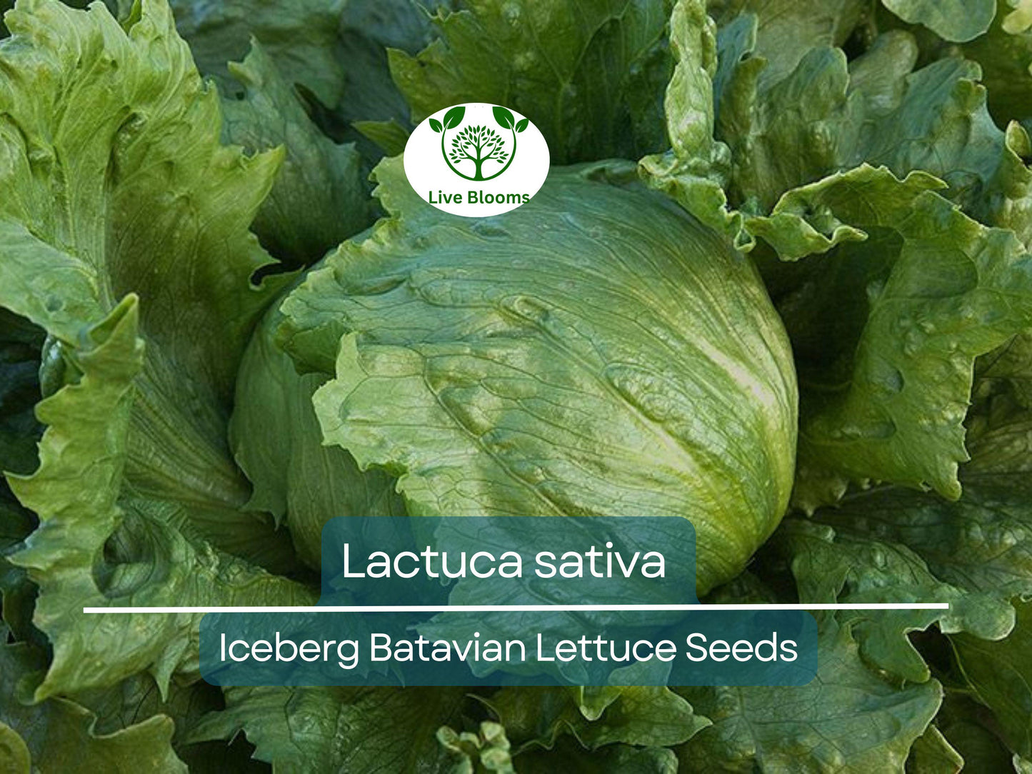 700 Seeds Iceberg Batavian Lettuce – Heirloom Crisp Heading Lettuce Seeds for Planting