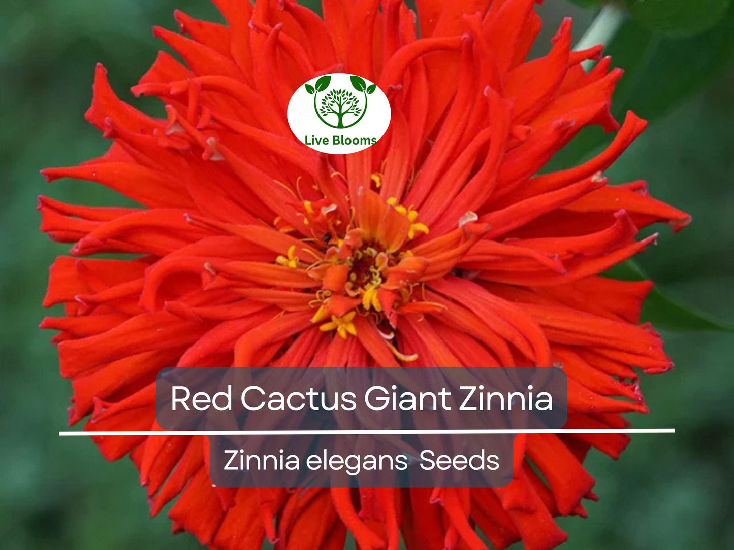 100 Seeds Zinnia Elegans Red Cactus Giant - Large 4-5" Red Blooms, Non-GMO, Ideal Cut Flowers