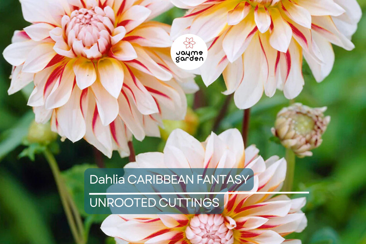 Dahlia Tuber - Caribbean Fantasy - Peach, Yellow, Red Blooms - Dahlia 'Caribbean Fantasy' - Fast-Growing Cut Flowers, USDA Zones 8-10