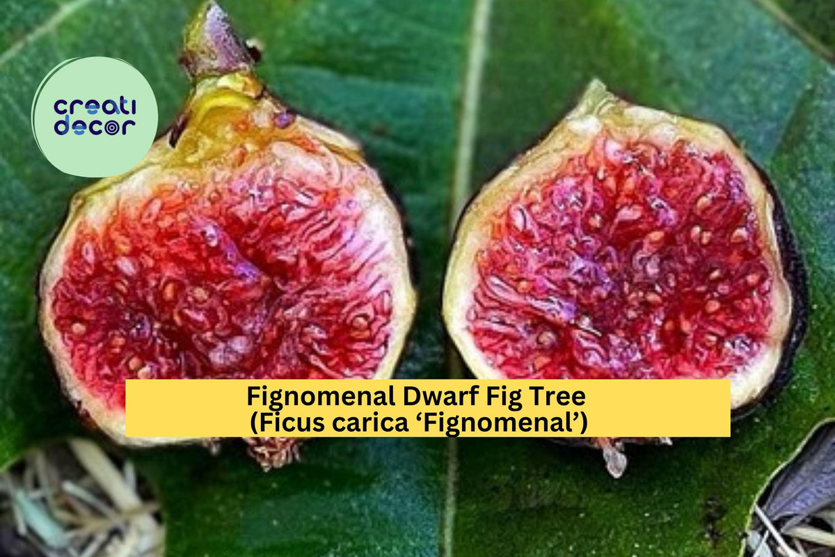 Fignomenal Dwarf Fig Tree Plug - Ficus carica 'Fignomenal' - Compact Fruit Tree for Patio & Garden, Sweet Medium-Sized Figs