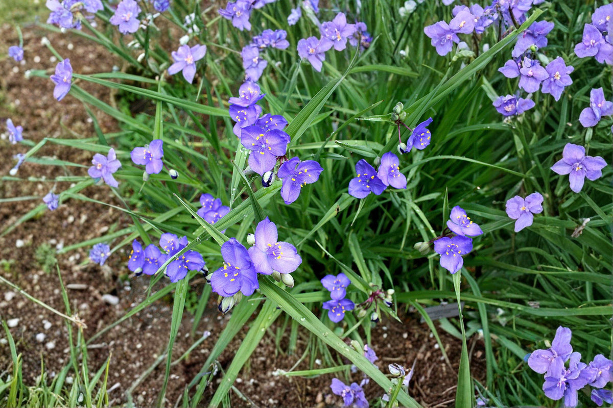 Western Spiderwort Seeds - 100 Native Perennial Prairie Wildflower Seeds - Tradescantia Occidentalis - Drought-Tolerant & Pollinator-Friendly