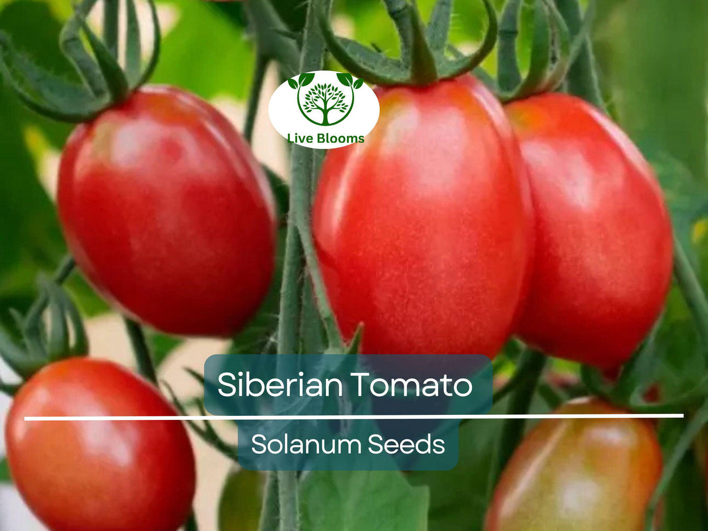 50 Siberian Tomato Seeds | Early, Cold Hardy, Dwarf Determinate Heirloom Tomatoes for Containers