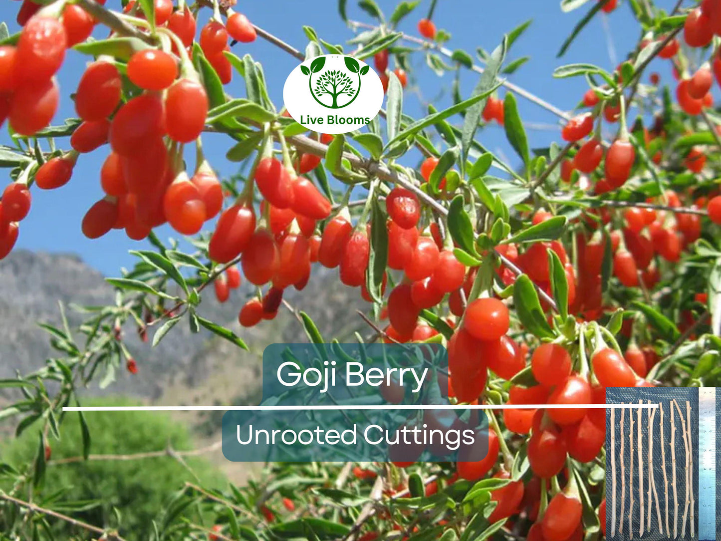 10 Goji Berry Unrooted Cuttings 7.5" Long - Lycium Barbarum Superfood Plant for Home Garden Propagation