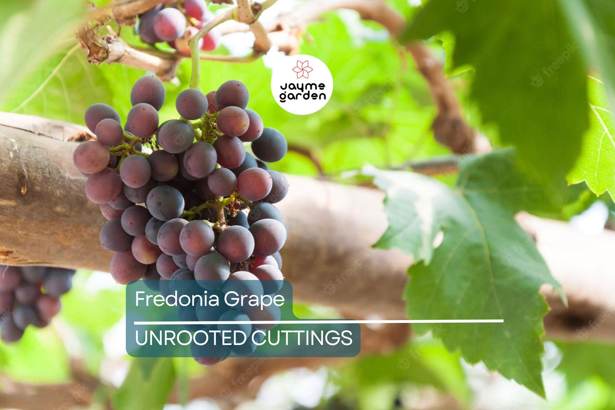 Fredonia Grape Cuttings | 5 Unrooted Organic Cuttings | Vitis labrusca 'Fredonia' | Cold-Hardy, Disease-Resistant Grapevine