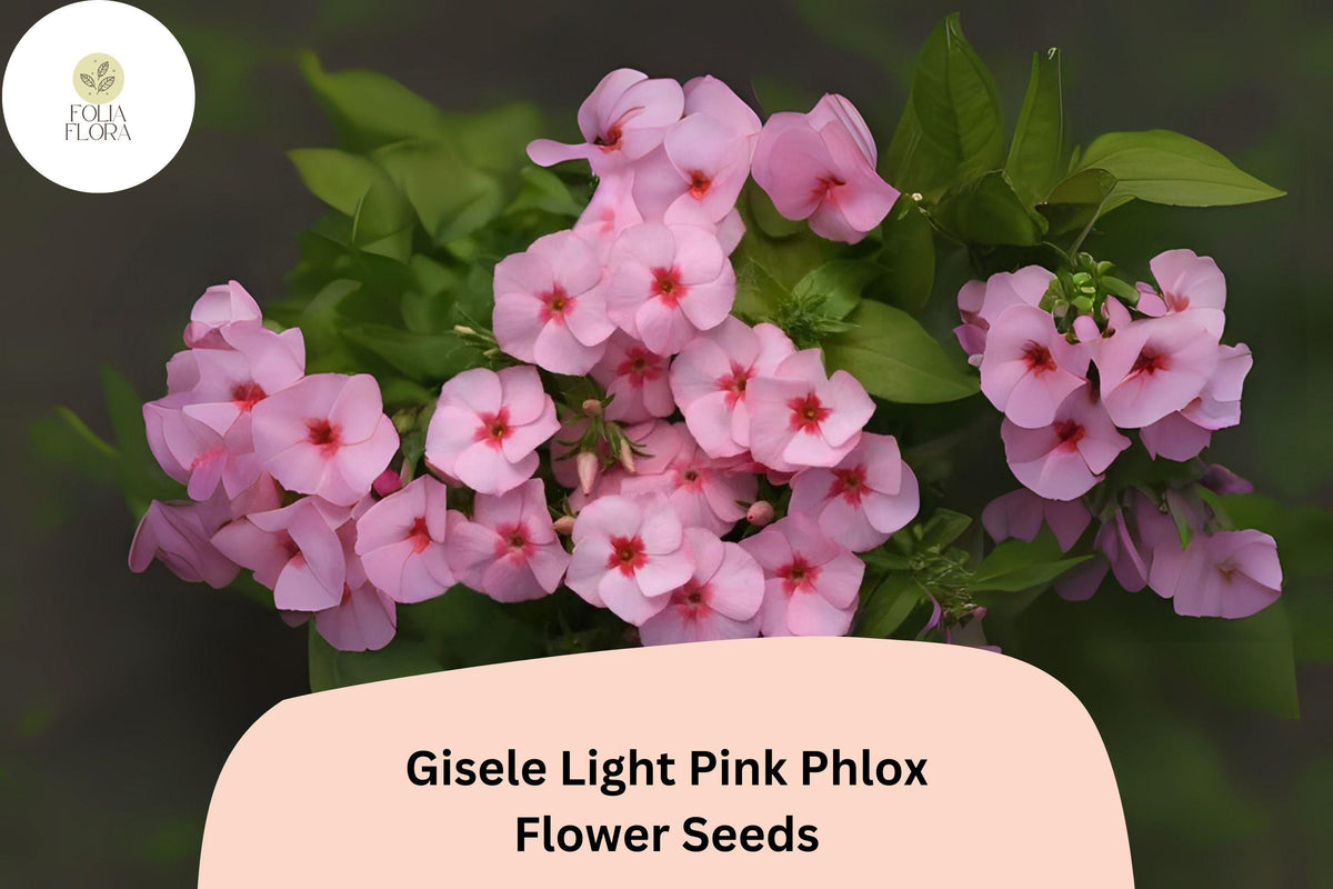 Gisele Light Pink Phlox Seeds - 100+ Non-GMO Annual Garden Flowers - Phlox drummondii Hybrid for Borders & Containers
