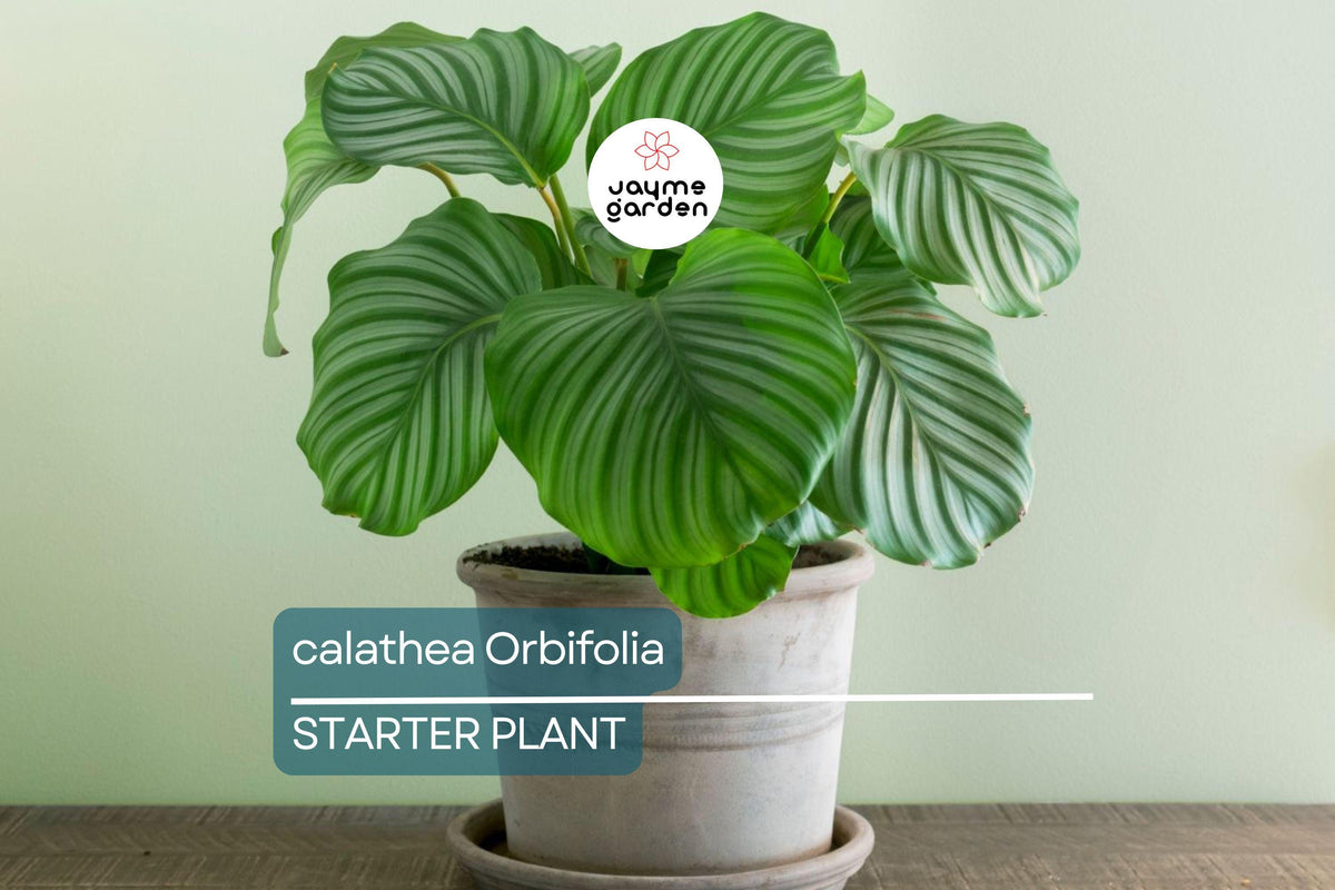 Calathea Orbifolia Seedling 4-8” Tropical Houseplant with Silvery-Green Foliage - Calathea orbifolia Indoor Plant