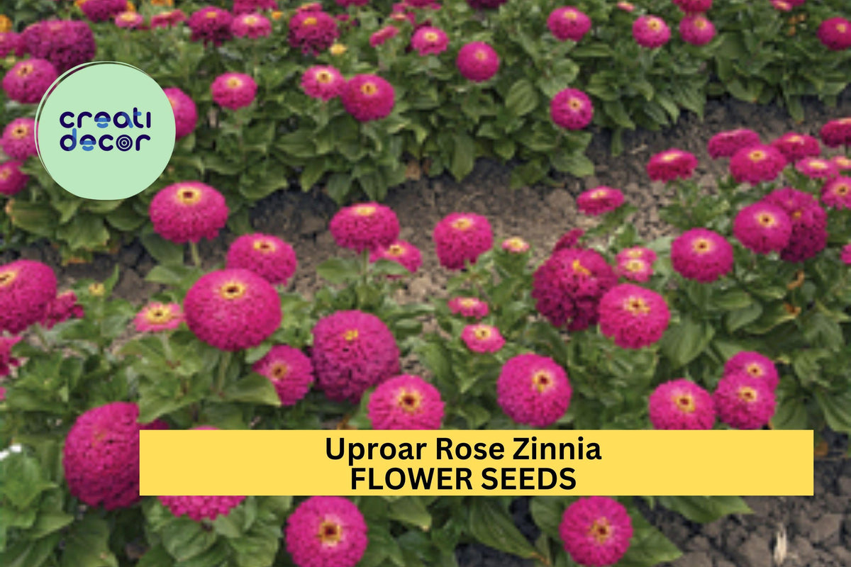 100+ Uproar Rose Zinnia Seeds – Vibrant Rose-Pink Double Blooms for Cutting Gardens & Borders