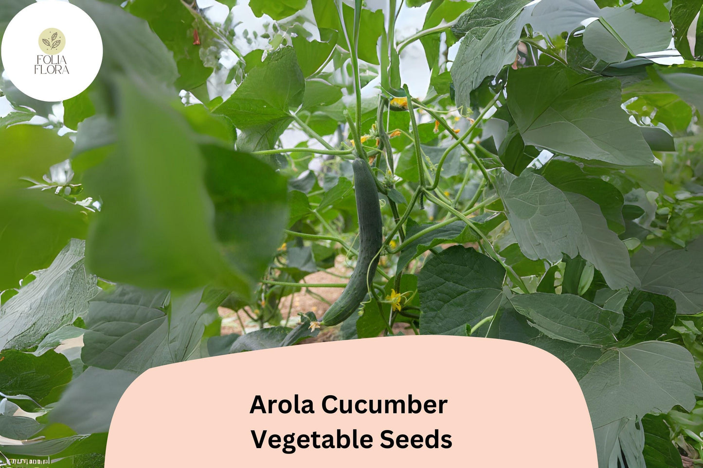 25+ Arola Cucumber Seeds | Early Hybrid High Yield Non-GMO Vegetable Seeds
