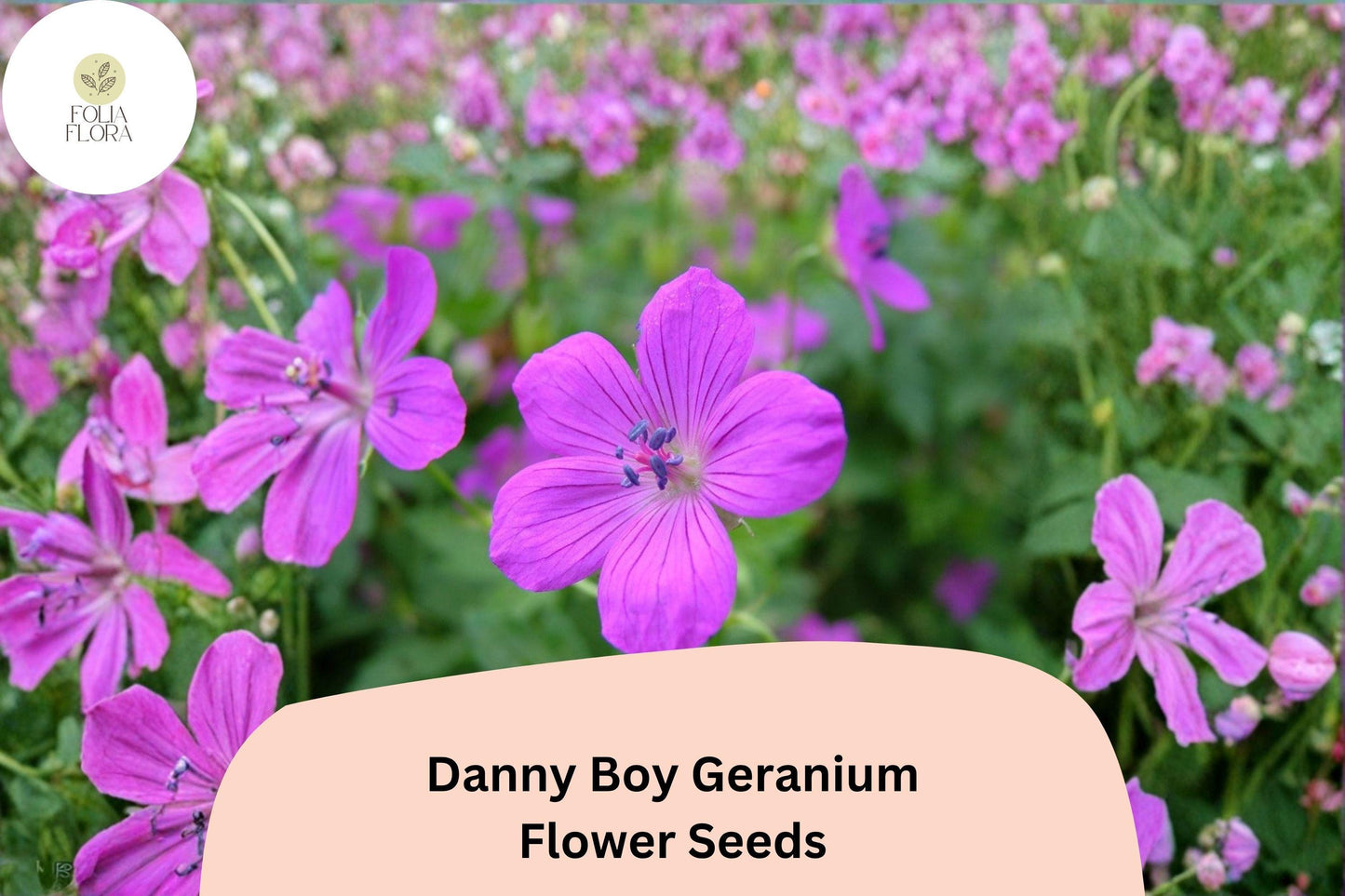25+ Danny Boy Geranium Seeds | Purple Hardy Perennial Ground Cover for Garden Borders