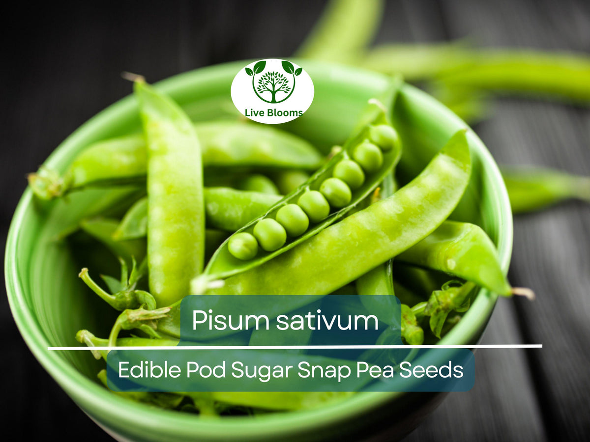 30 Seeds Sugar Snap Peas - Edible Pod Heirloom Variety (Pisum sativum) for Planting & Home Gardens