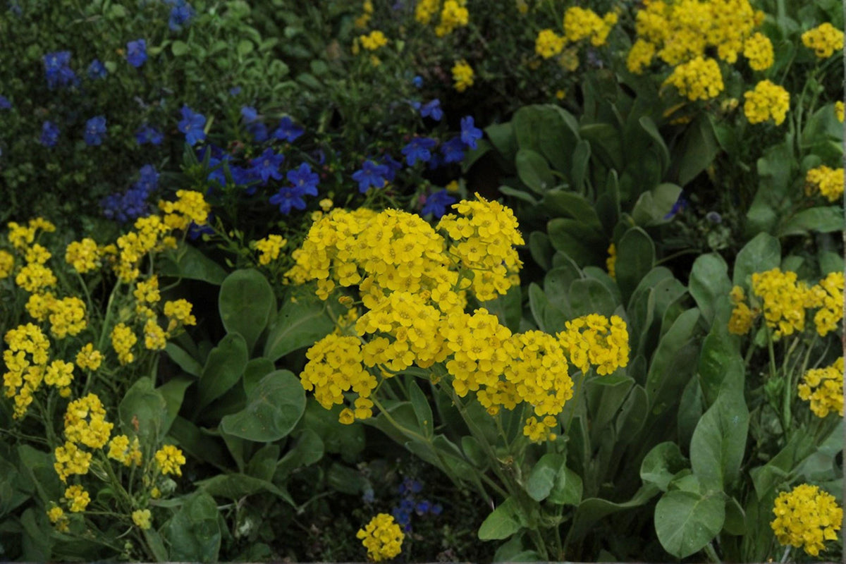 Basket of Gold Seeds | 100 Count | Bright Yellow Blooms | Alyssum saxatile | Hardy Perennial for Rock Gardens and Borders