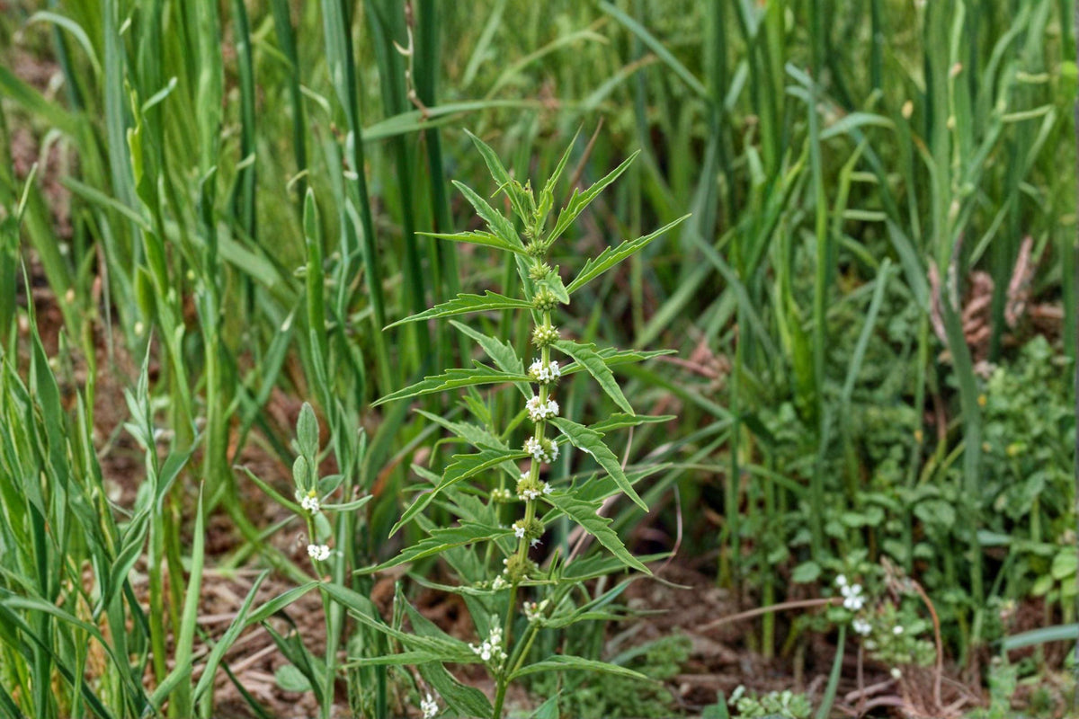 American Bugleweed Seeds - 500 Pack - Lycopus americanus - Native Perennial for Wetlands, Erosion Control, Pollinator Support