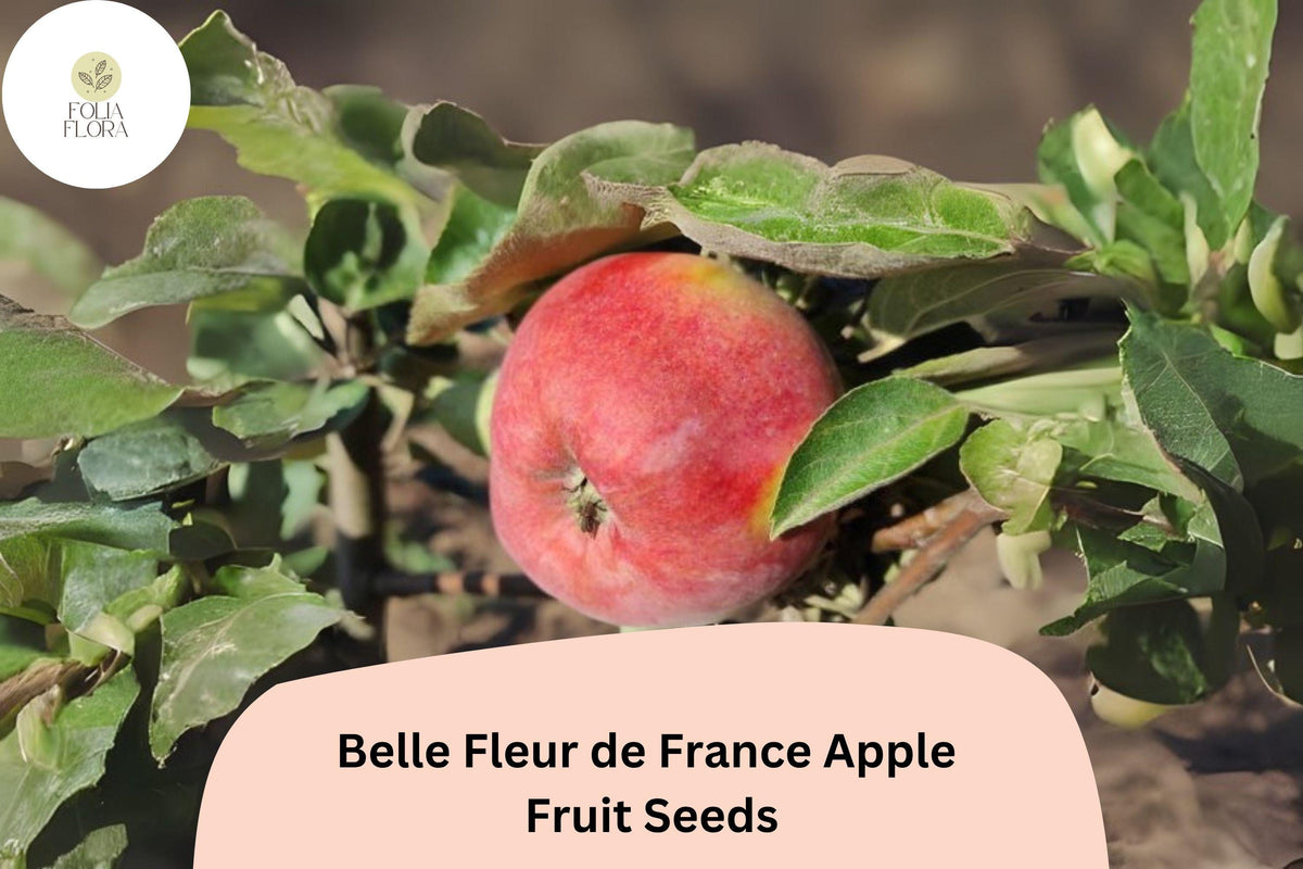 25+ Belle Fleur de France Apple Seeds | Heirloom French Apple Tree with Sweet Tart Fruit