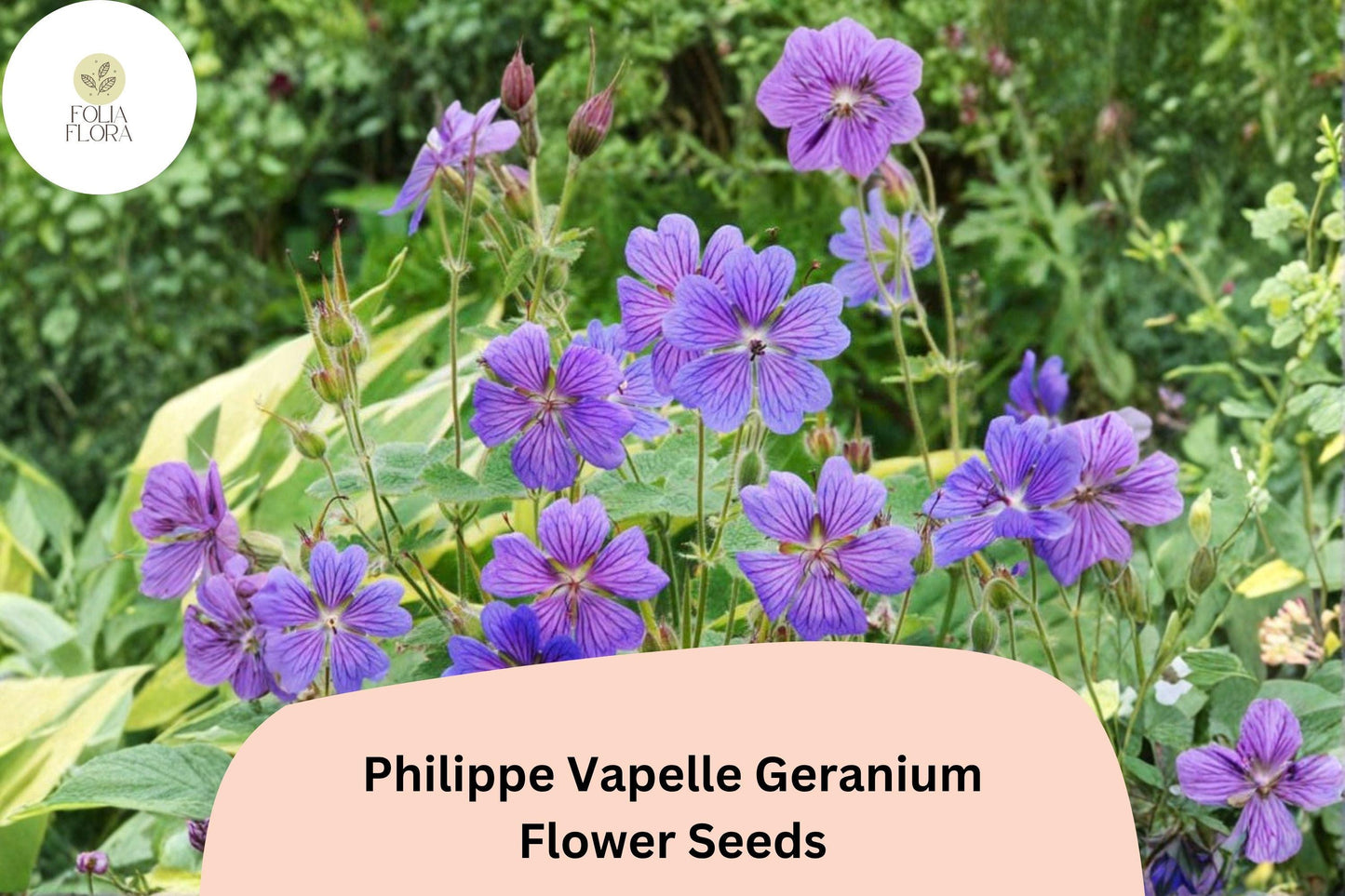 25+ Philippe Vapelle Geranium Seeds | Hardy Perennial with Purple-Violet Blooms for Pollinator Gardens
