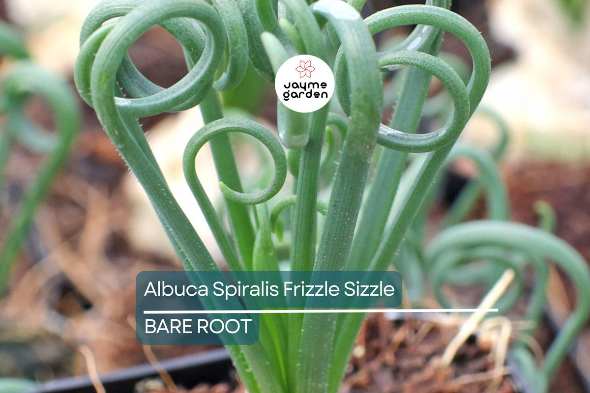 Corkscrew Succulent Bulb, 1" Albuca Spiralis 'Frizzle Sizzle', Unique Spiral Leaves, Indoor Plant, Winter Growing, Full Sun