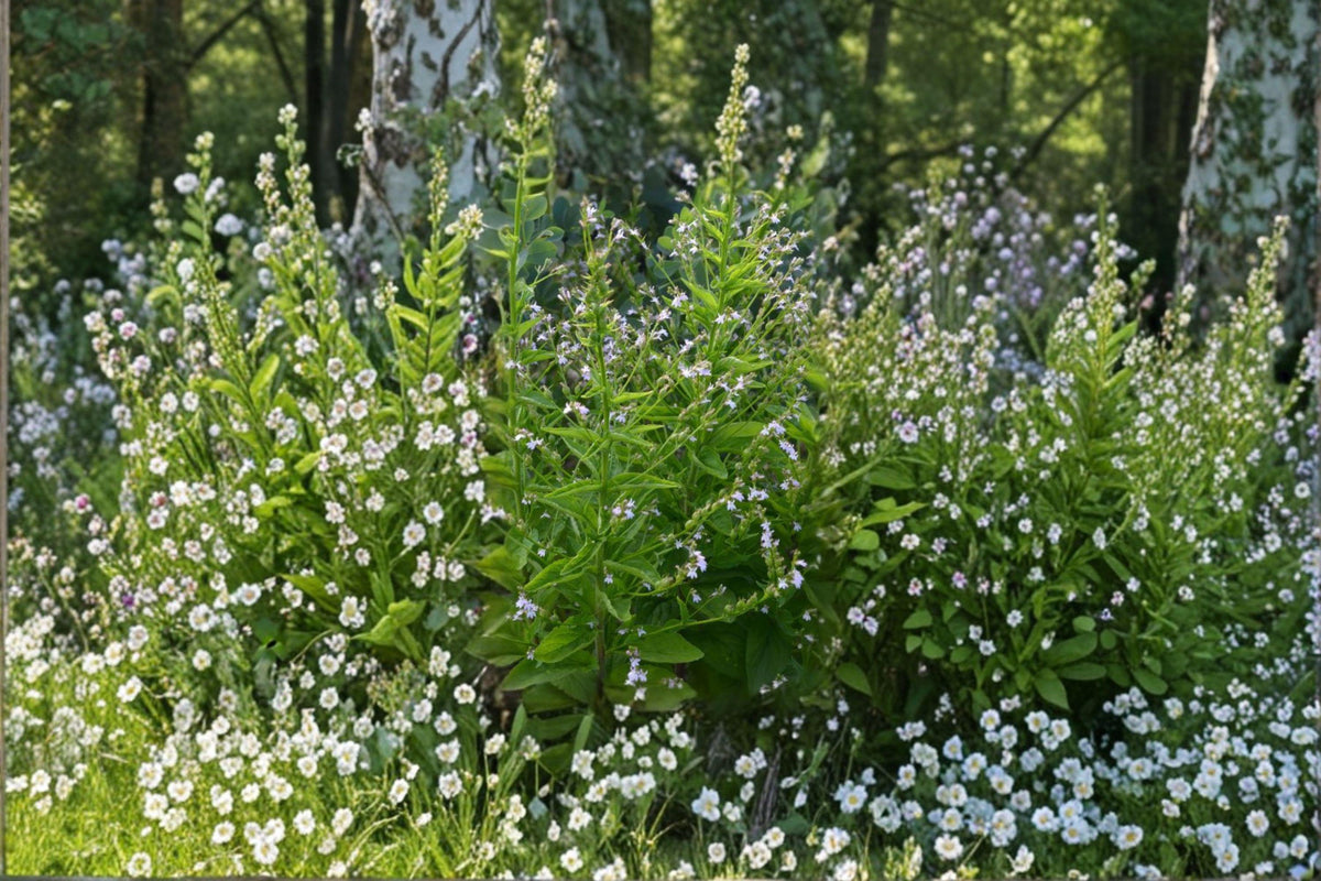 Lobelia inflata Seeds - 500 Count - Indian Tobacco - Medicinal Native Plant for Pollinator Gardens & Ecological Restoration
