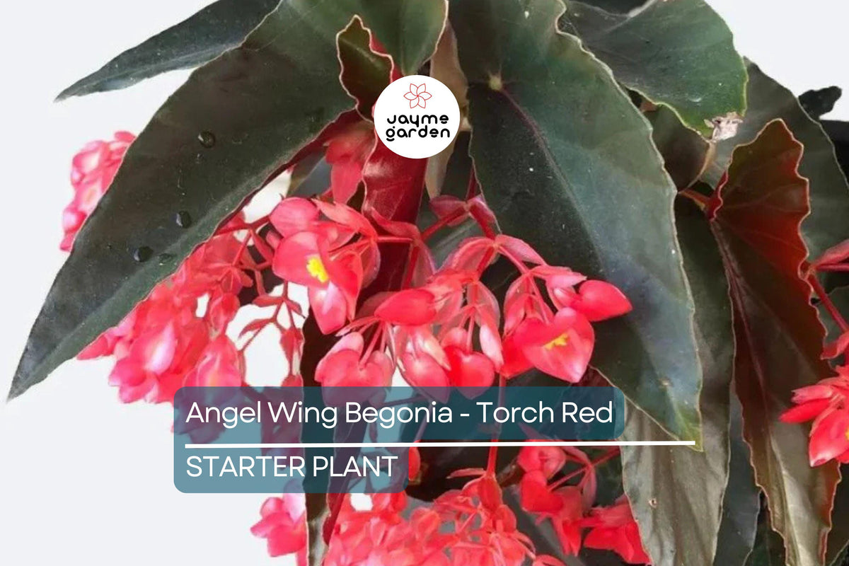 Angel Wing Begonia | 4" Pot | Torch Red Tropical Houseplant | Easy Care Indoor Plant | Begonia coccinea
