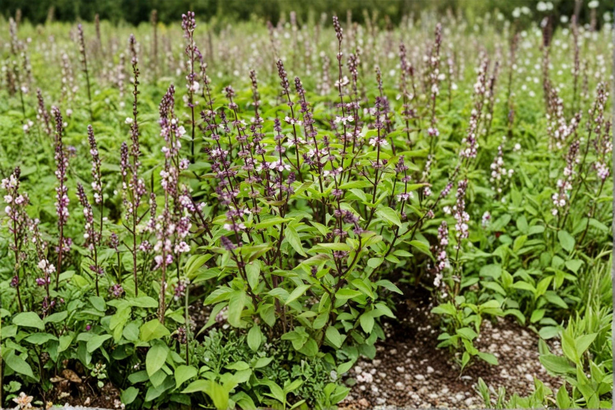 Thai Basil Seeds | 75 Count | Aromatic Culinary Herb | Ocimum basilicum | Edible Garden Favorite | Easy to Grow