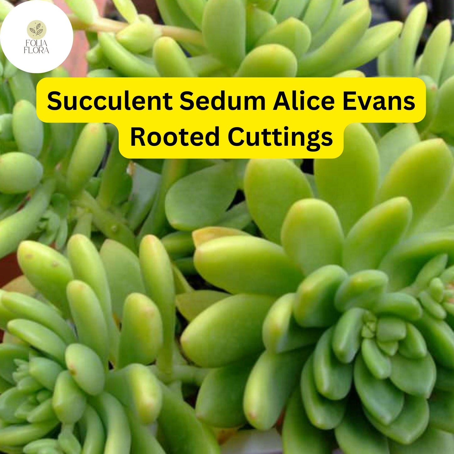 5 Live Sedum ‘Alice Evans’ Succulent Cuttings | Compact Stonecrop with Creamy Green Foliage & Pink Hues