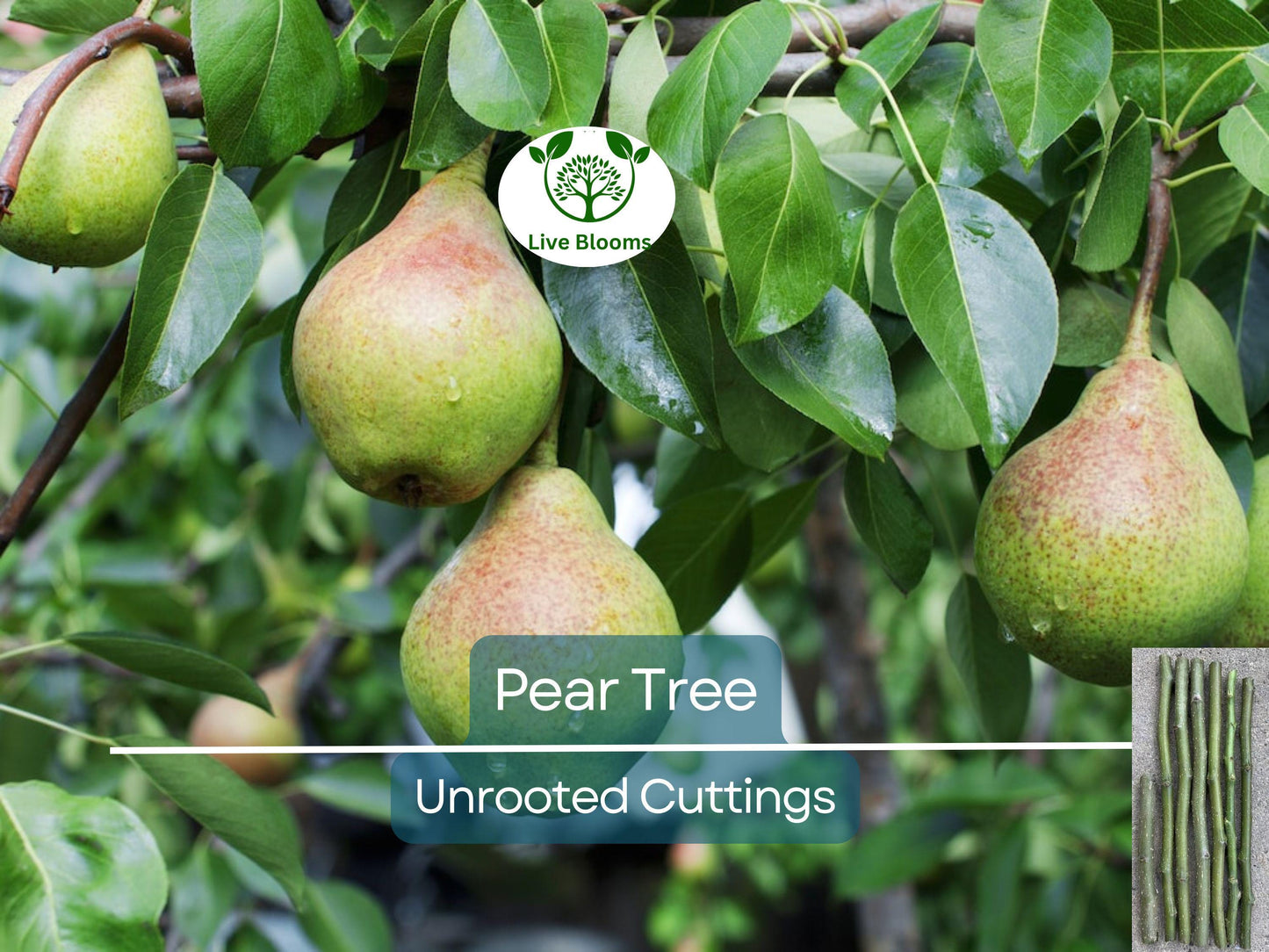 5 Organic Pear Tree Unrooted Cuttings 10" Long Each for Easy Propagation and Homegrown Fruit
