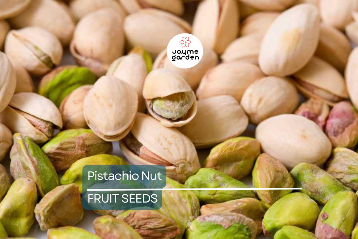Pistachio Nut Tree Seeds - 5 Hardy Edible Seeds for Planting (Pistacia vera) - Drought-Tolerant, Nut-Producing Plant for Zones 7-11