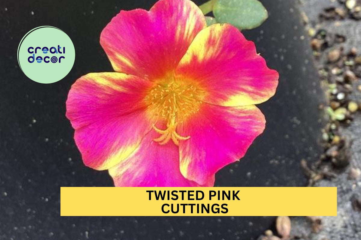 5 Twisted Pink Portulaca Cuttings – Easy to Root Drought-Tolerant Purslane for Containers & Rock Gardens