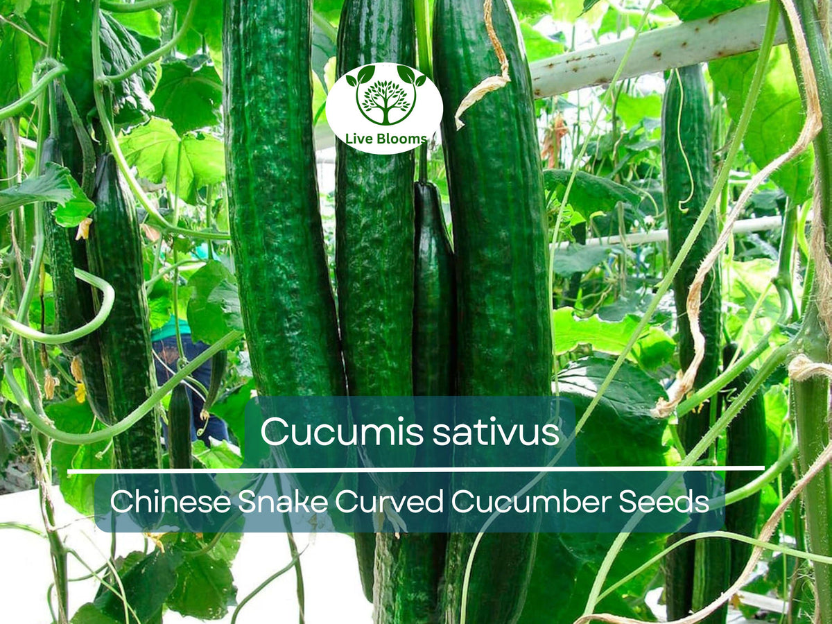 10 Seeds Cucumber Chinese Snake Curved - Heirloom Variety Cucumis sativus for Unique Gardening and Crisp Harvest