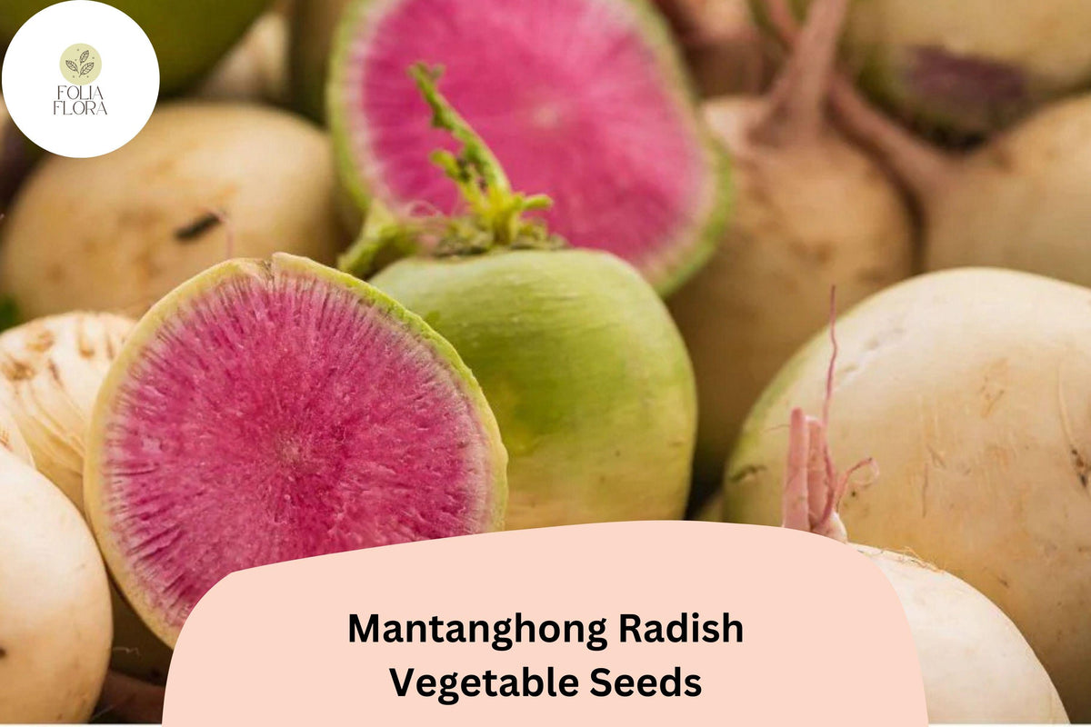 500+ Mantanghong Radish Seeds - Heirloom Asian Red Radish (Raphanus sativus) for Garden Planting, Non-GMO, Crisp Flavor