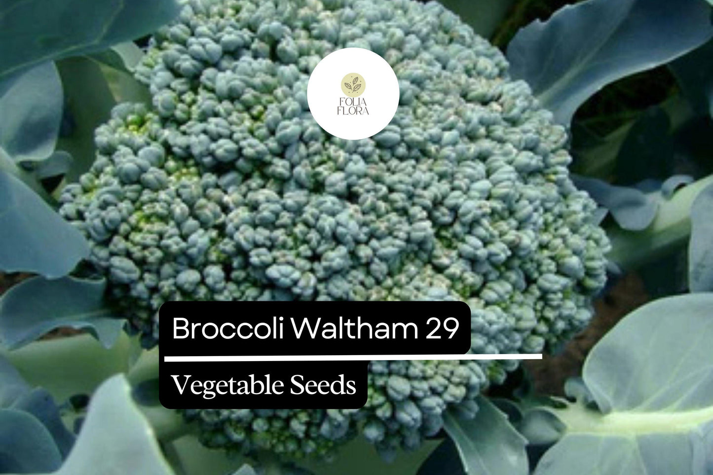 500 Waltham 29 Broccoli Seeds – Heirloom, Cold-Hardy, High-Yield Brassica oleracea