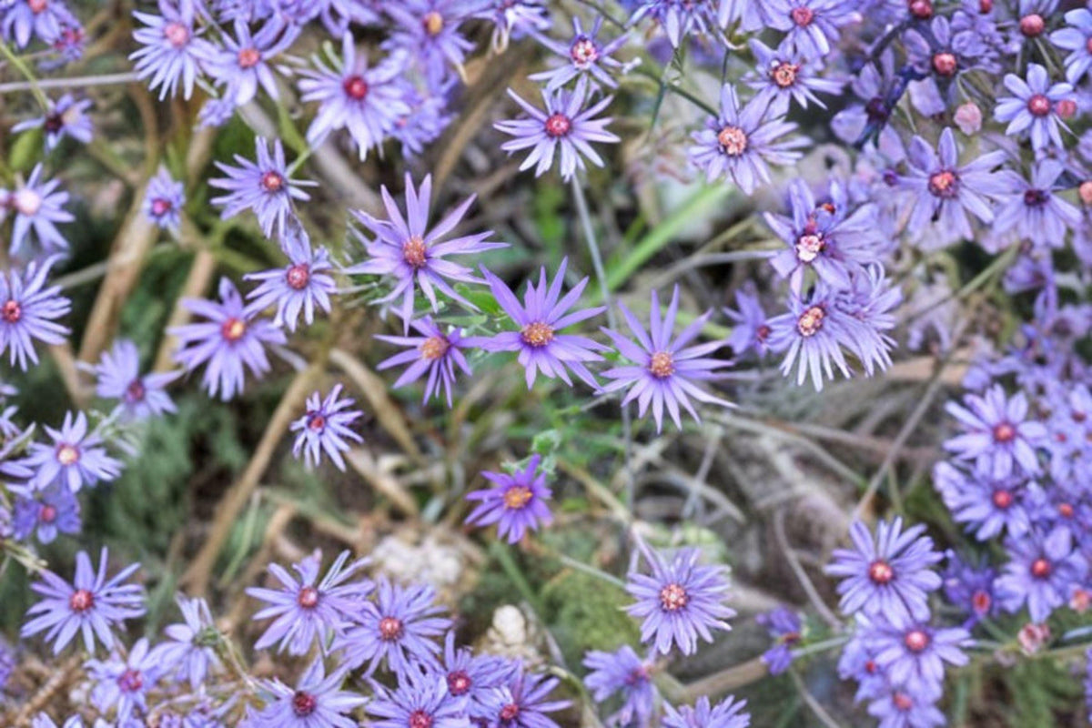 Silky Aster Seeds | 100 Count | Native Purple Wildflower | Symphyotrichum sericeum | Pollinator Garden Plant