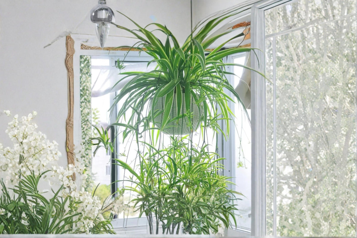 Reverse Variegated Spider Plant Cuttings - 2PCS Unrooted Indoor Plant (Chlorophytum comosum) for Easy Propagation