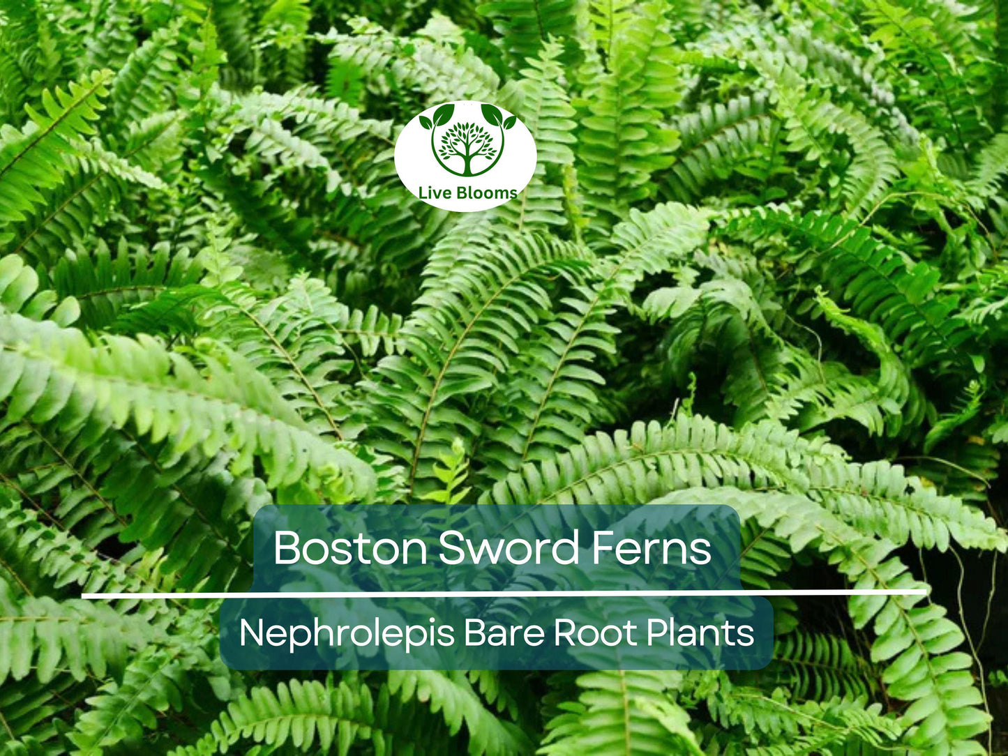 12 Boston Sword Ferns - Nephrolepis Exaltata Bare Root Live Plants Bundle for Indoor Air Purification