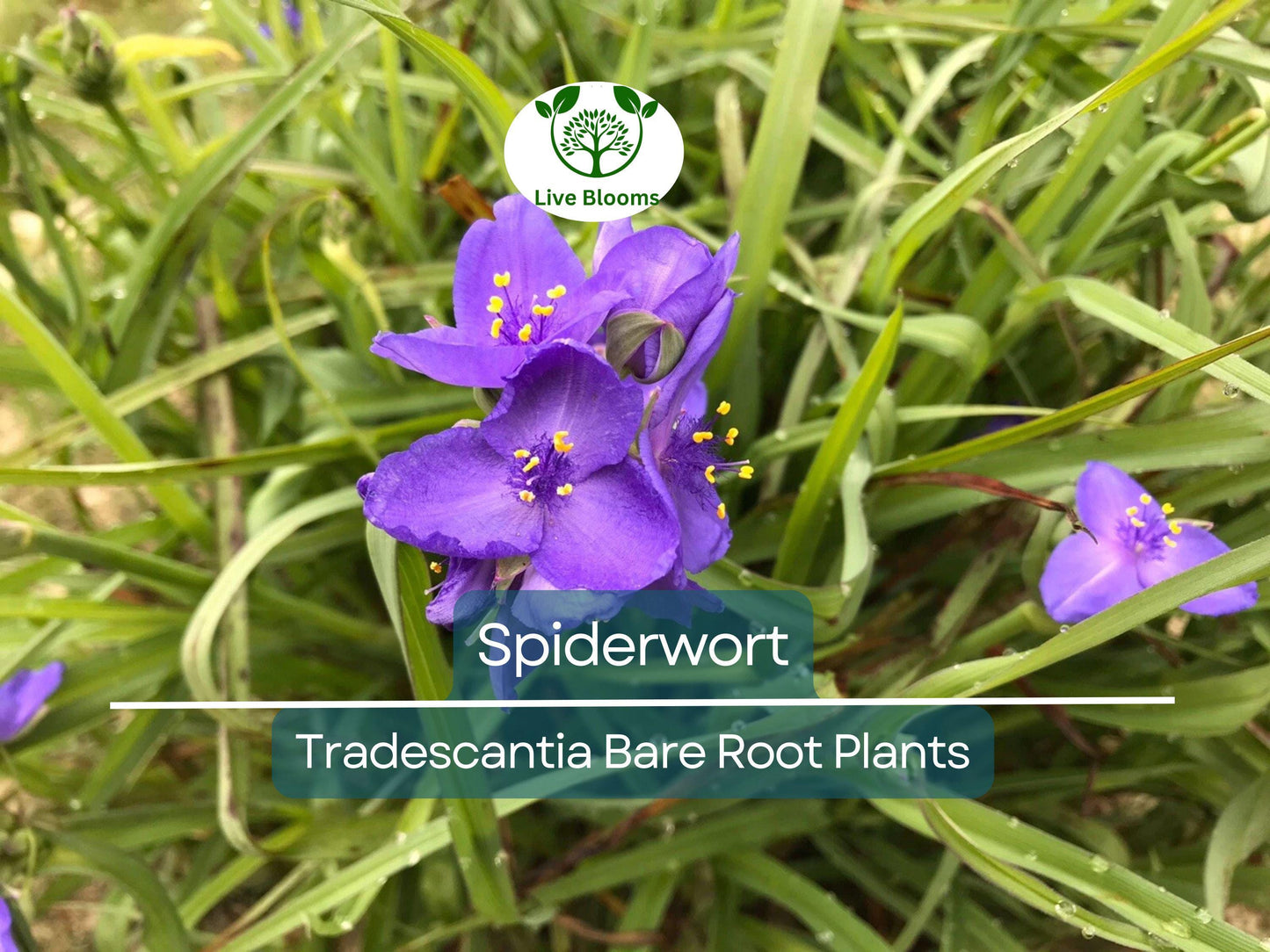 25 Spiderwort Plants - Tradescantia virginiana Bare Root Rhizomes - Hardy Perennial with Purple Flowers for Sun or Shade