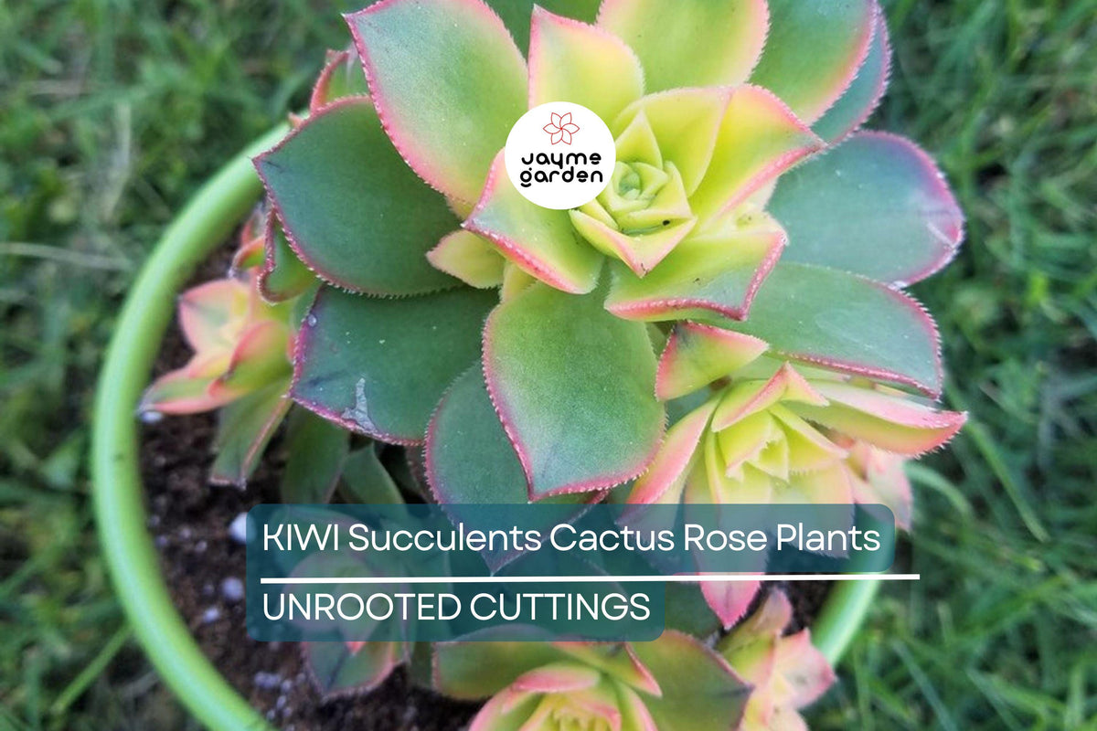 Aeonium Kiwi Succulent Cuttings - 2 Pack, Multi-Colored Rosettes, Easy Care (Aeonium haworthii)