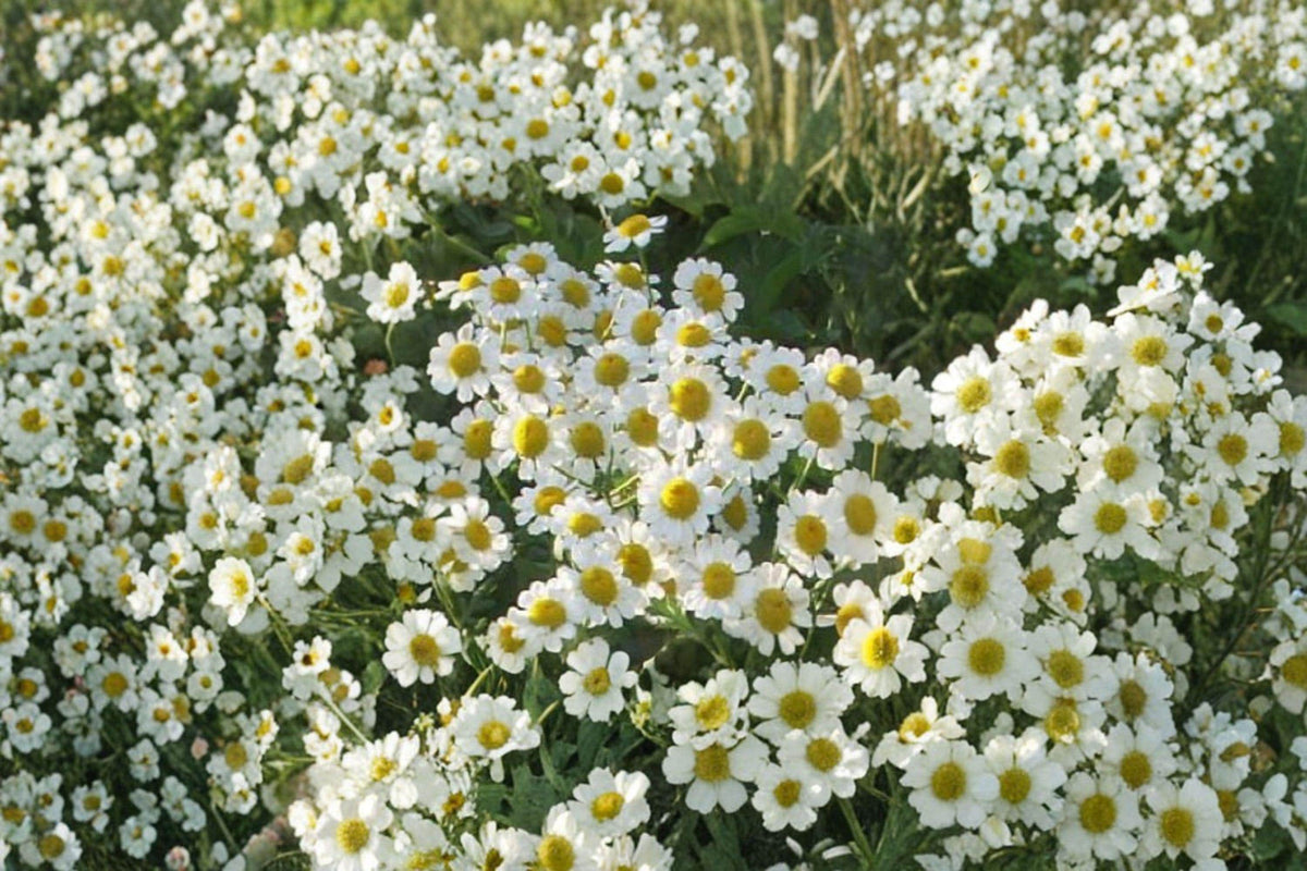 German Chamomile Seeds - 100 Seeds - Matricaria recutita - Herbal Tea Flower Plant - Easy to Grow, Pollinator-Friendly Herb