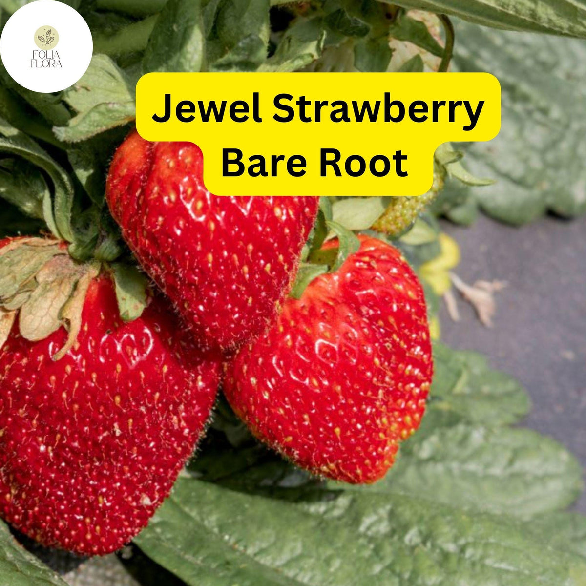 Jewel Strawberry Bare Root Plants - Fragaria x ananassa - High-Yield, Sweet Red Berries for Home Gardens & Containers