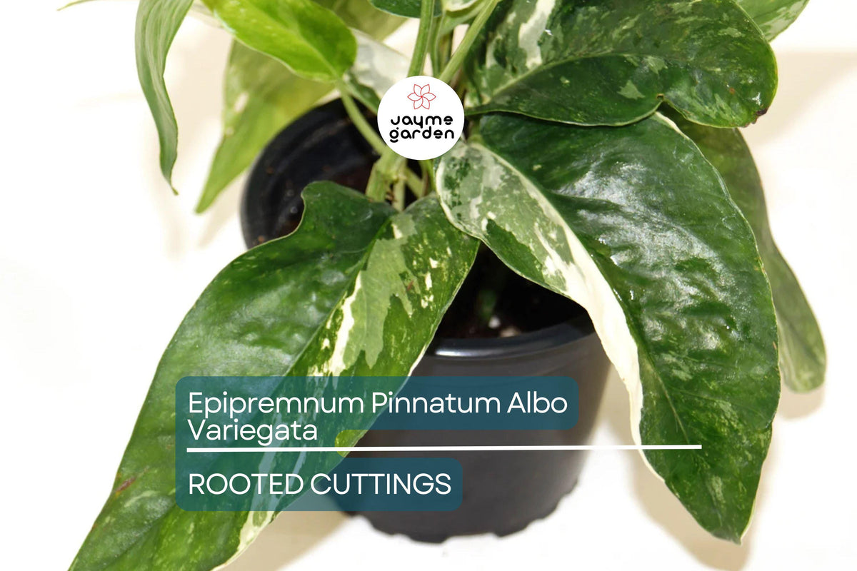 Rooted Cutting Epipremnum Pinnatum Albo Variegata - Rare Variegated Houseplant with Strong Roots - Easy Care Indoor Plant