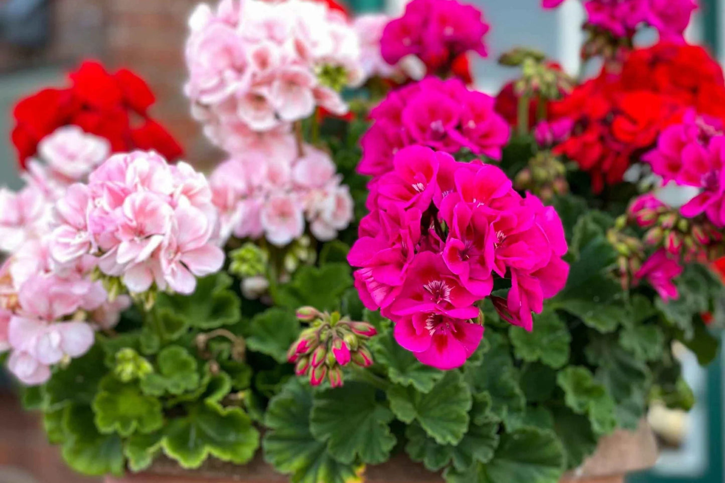 Maverick Mix Geranium Seeds - 25+ Colorful Flower Seeds for Containers & Garden - Pelargonium × hortorum