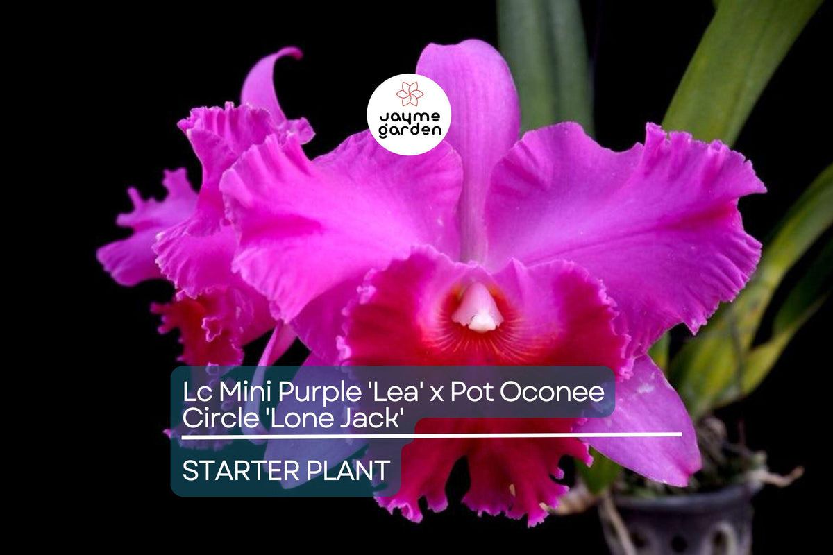 Potted Mini Purple Cattleya Orchid Starter Plant | Lc Mini Purple 'Lea' x Pot Oconee 'Lone Jack' | Tropical Blooms