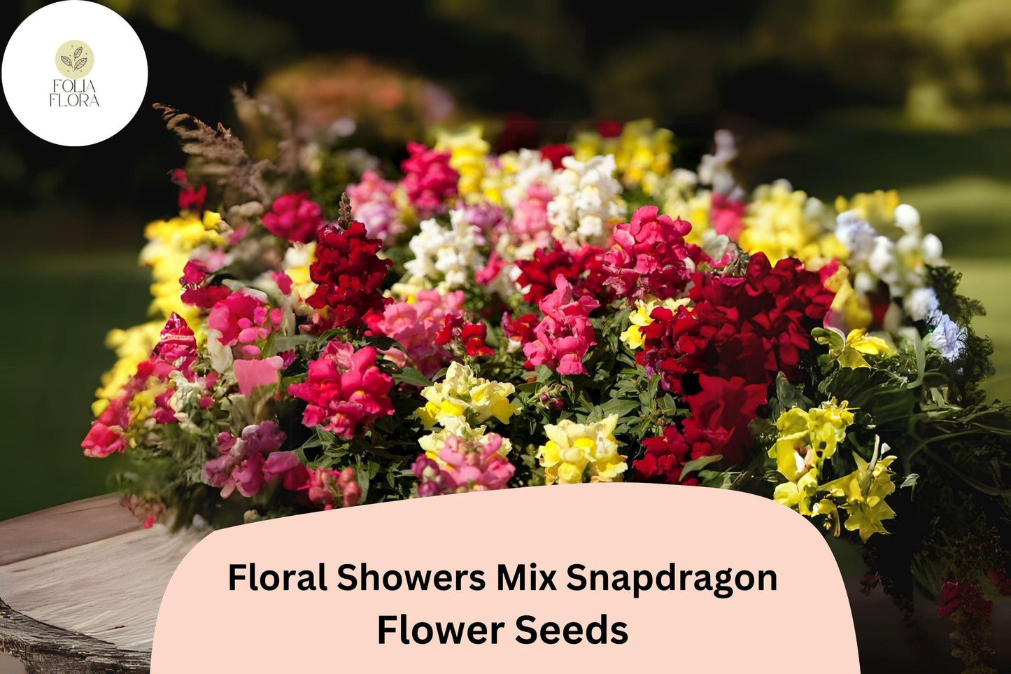 Floral Showers Mix Snapdragon Seeds - 1000+ Colorful Dwarf Blooms for Garden & Containers