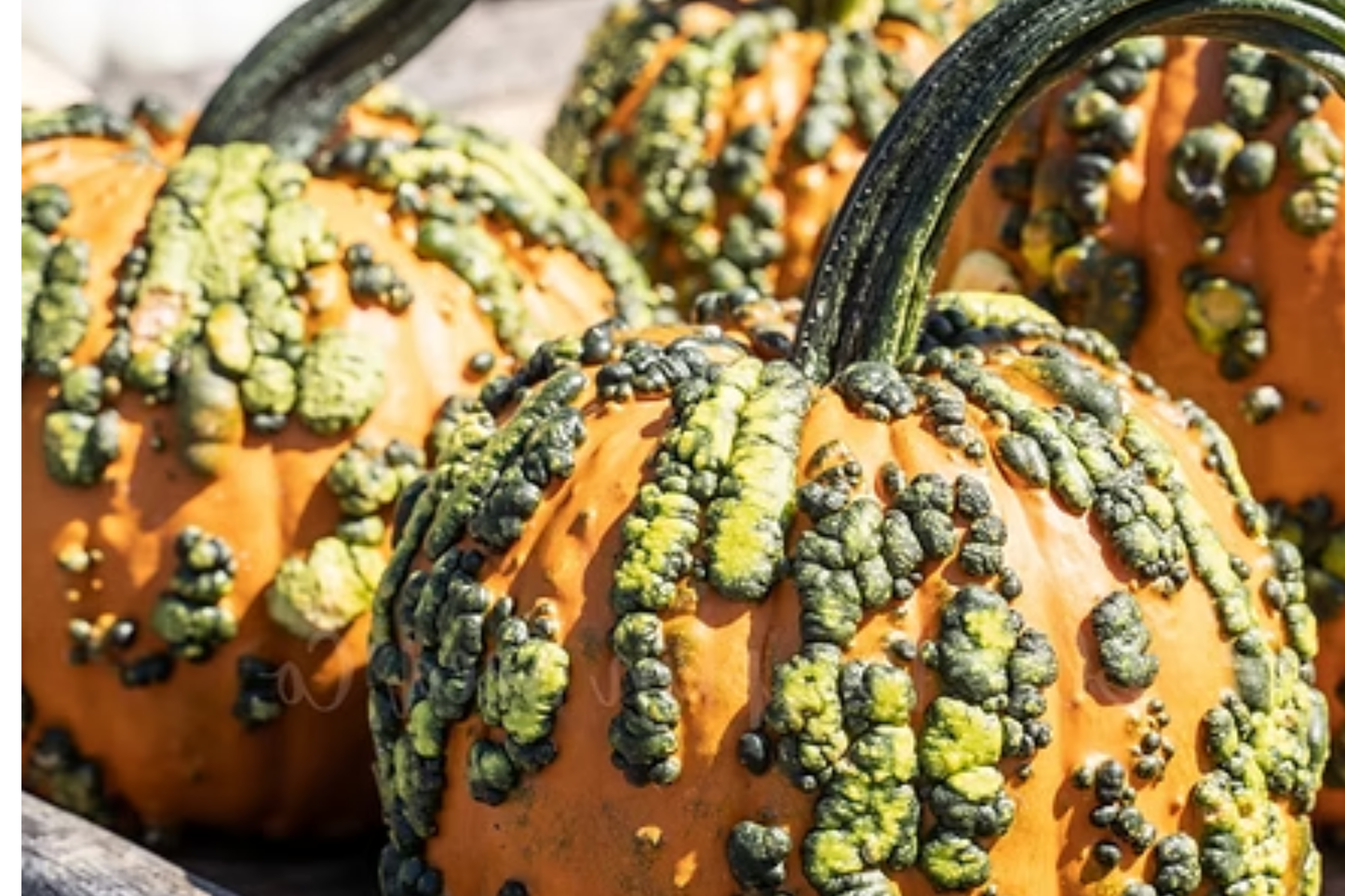 Goosebumps Pumpkin Seeds - 20 F1 Hybrid Warted Bright Orange Cucurbita pepo for Fall Decorations & Gardening