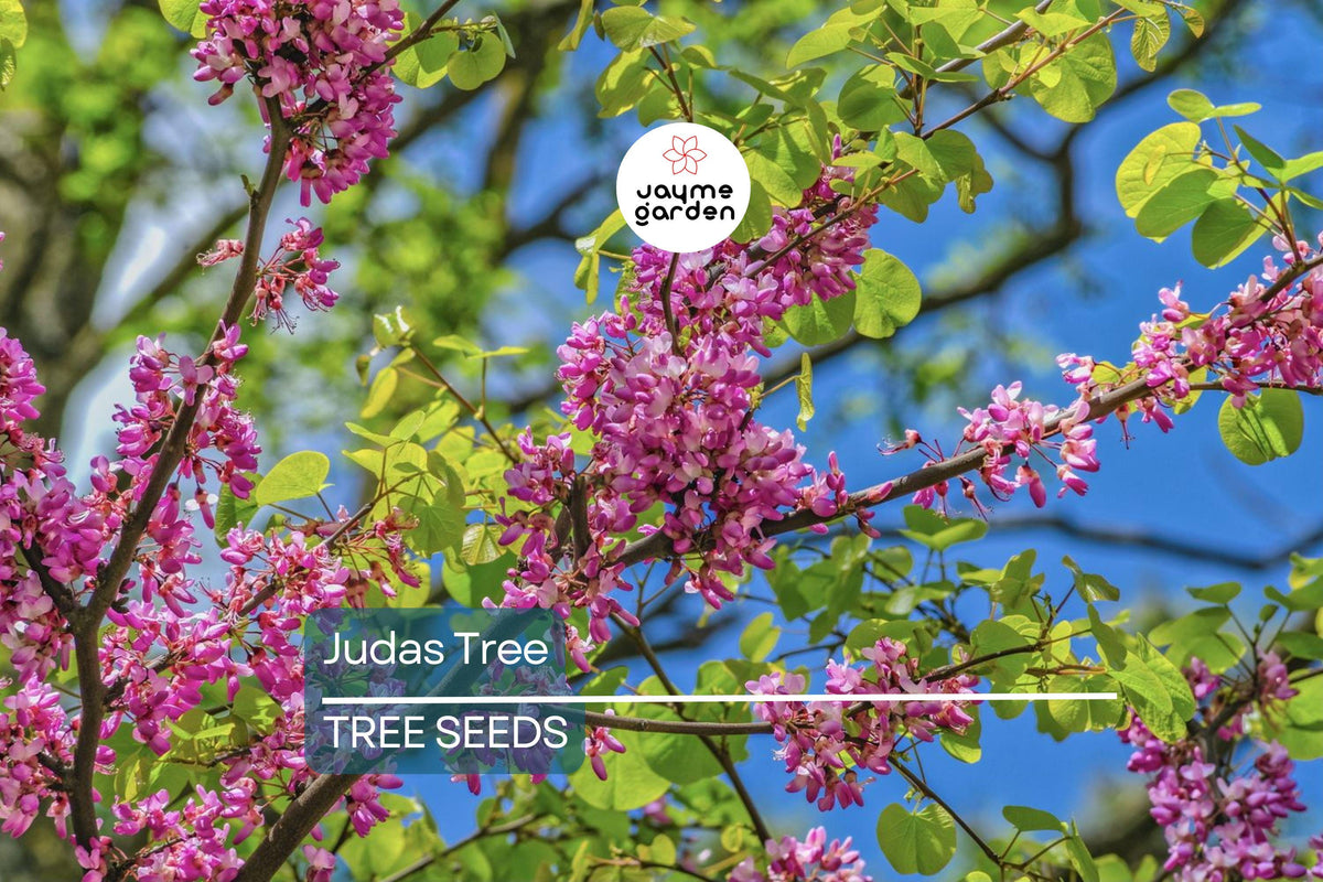 Judas Tree Seeds - 20 Seeds - Mediterranean Redbud - Cercis siliquastrum - Pink Blooms - Hardy, Fast-Growing, Drought-Tolerant