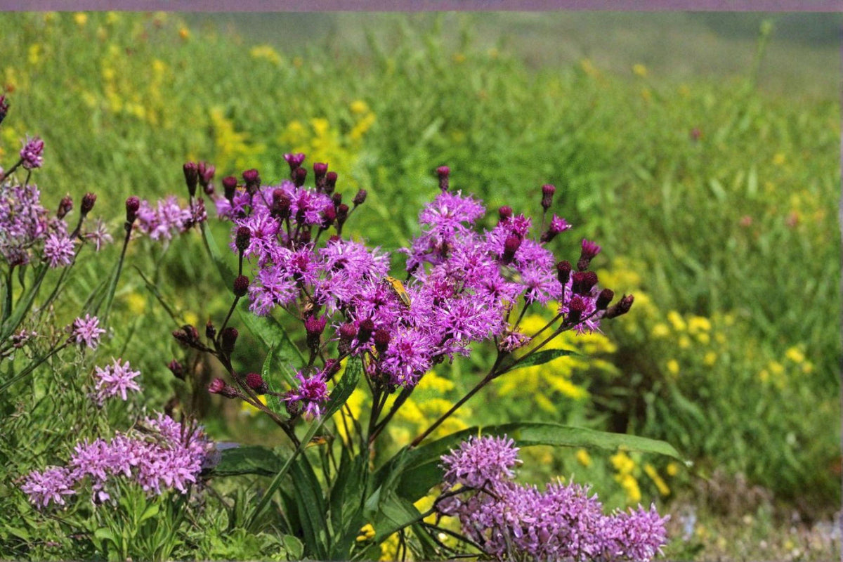 New York Ironweed Seeds - 100 Count, Native Wildflower, Deep Purple Blooms, Vernonia noveboracensis, Open-Pollinated